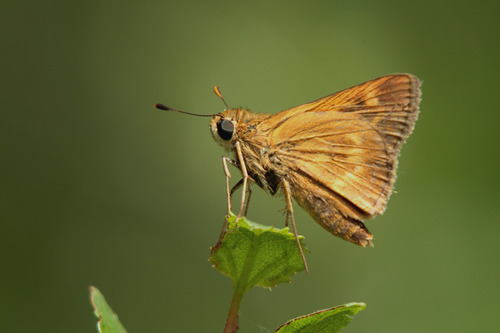 Southern Broken-Dash