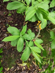 Rhododendron molle