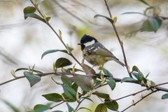 Periparus ater britannicus