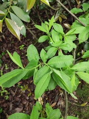 Rhododendron molle