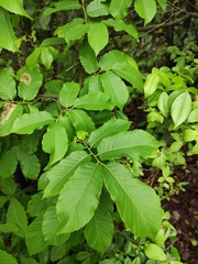 Castanea seguinii