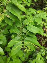 Castanea seguinii