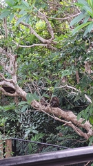 Macaca fascicularis