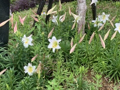 Lilium longiflorum scabrum