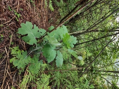 Macleaya cordata