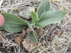 Rumex venosus