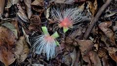 Planchonia spectabilis