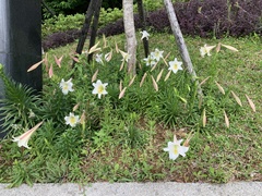 Lilium longiflorum scabrum
