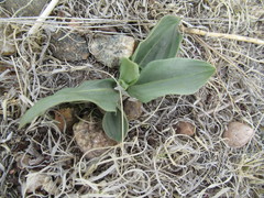 Rumex venosus