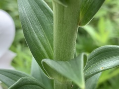 Lilium longiflorum scabrum