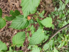 Rubus corchorifolius