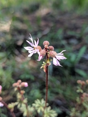 Lithophragma glabrum