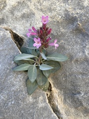 Penstemon calcareus
