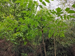 Aralia chinensis