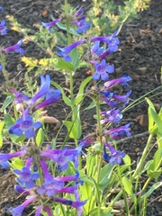 Penstemon pruinosus