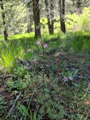 Lithophragma glabrum