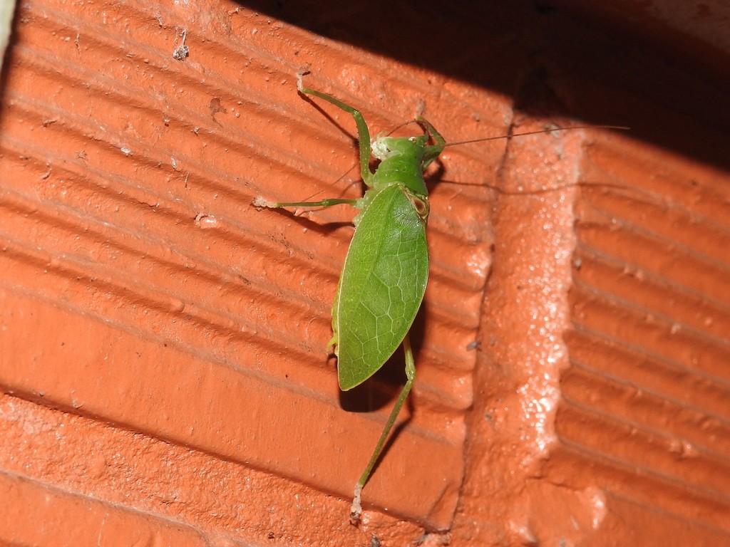 Scopioricus latifolius