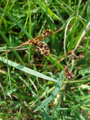Luzula campestris campestris