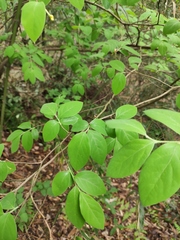 Lindera glauca