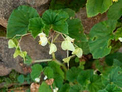 Begonia hirtella