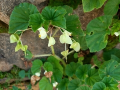 Begonia hirtella