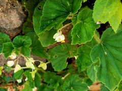 Begonia hirtella