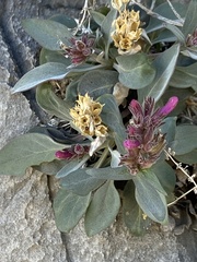 Penstemon calcareus