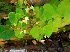 Begonia hirtella