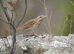 Anthus sylvanus