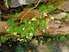 Begonia hirtella