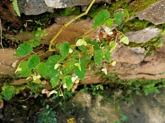Begonia hirtella
