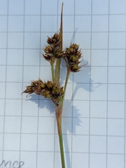 Luzula campestris campestris