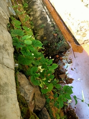 Begonia hirtella