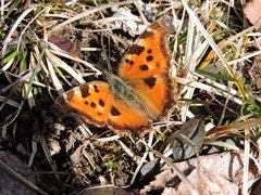 Nymphalis