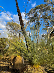 Xanthorrhoea drummondii