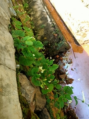 Begonia hirtella