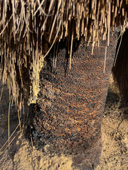 Xanthorrhoea drummondii