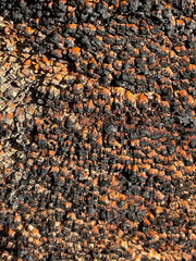 Xanthorrhoea drummondii