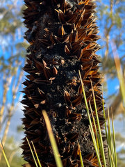 Xanthorrhoea drummondii