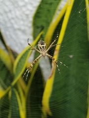 Argiope argentata