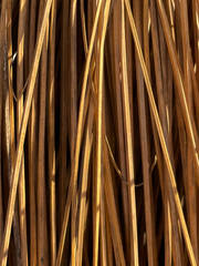 Xanthorrhoea drummondii