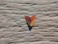 Phytometra rhodarialis