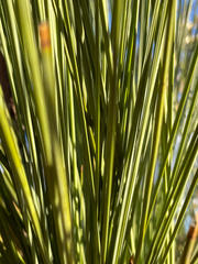 Xanthorrhoea drummondii