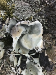 Umbilicaria vellea