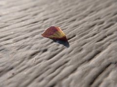 Phytometra rhodarialis