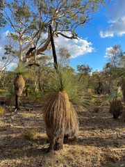 Xanthorrhoea drummondii