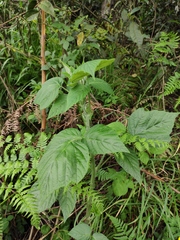 Rubus corchorifolius