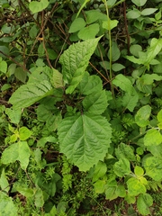 Clerodendrum bungei
