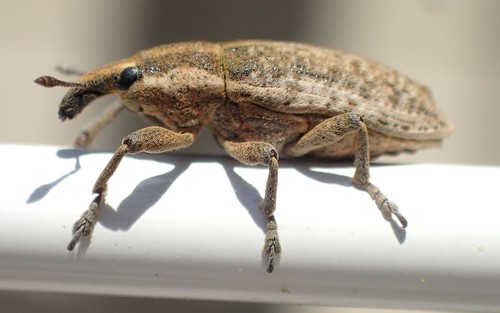 Lixus myagri