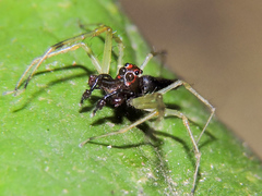 Lyssomanes temperatus